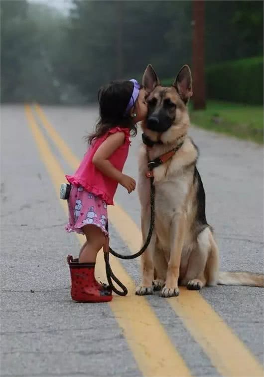 据说是最接近完美的工作犬!犬种小科普之威猛帅气的德国牧羊犬!