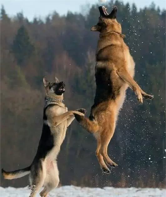 据说是最接近完美的工作犬!犬种小科普之威猛帅气的德国牧羊犬!