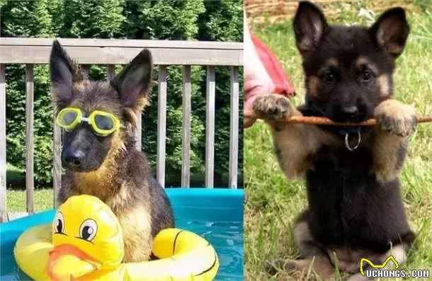 据说是最接近完美的工作犬!犬种小科普之威猛帅气的德国牧羊犬!