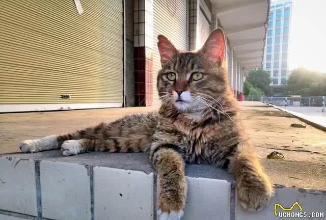 猫咪的品种大全，你最喜欢哪一只