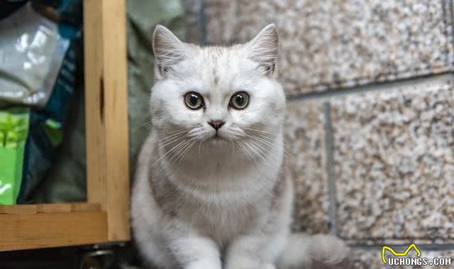 猫咪的品种大全，你最喜欢哪一只
