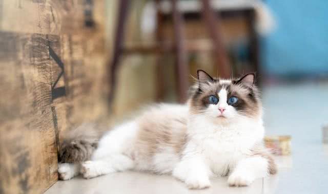猫咪的品种大全，你最喜欢哪一只