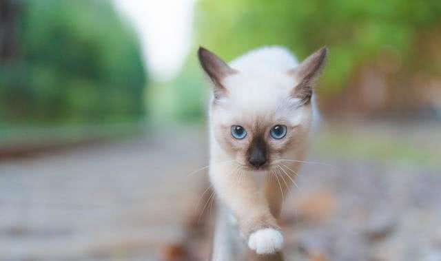 猫咪的品种大全，你最喜欢哪一只