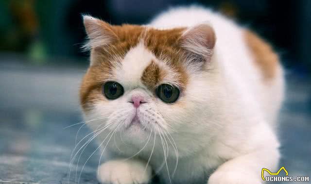 猫咪的品种大全，你最喜欢哪一只