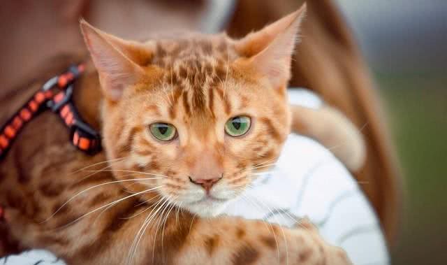 猫咪的品种大全，你最喜欢哪一只