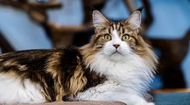 猫咪的品种大全，你最喜欢哪一只