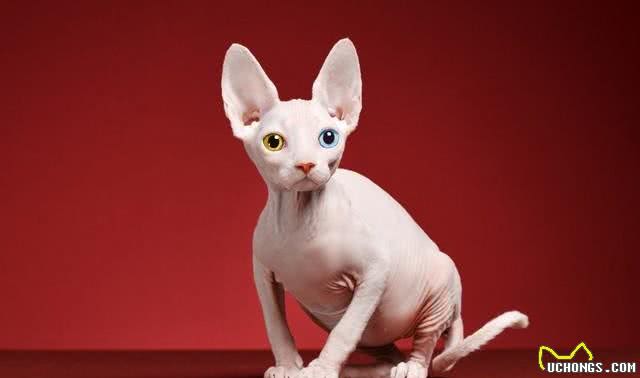 猫咪的品种大全，你最喜欢哪一只