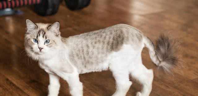 猫咪的品种大全，你最喜欢哪一只
