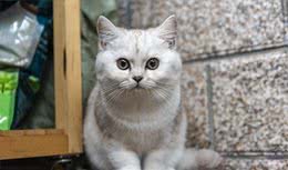 猫咪的品种大全，你最喜欢哪一只