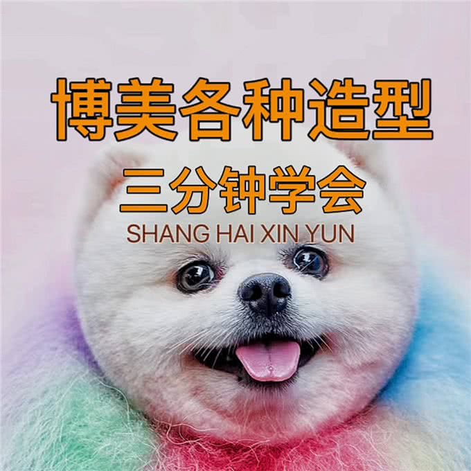 今天分享博美的美容!