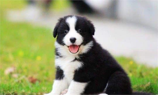 边境牧羊犬:不要说我胆小，那只是因为我智商高