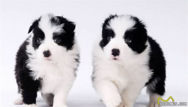 边境牧羊犬:不要说我胆小，那只是因为我智商高
