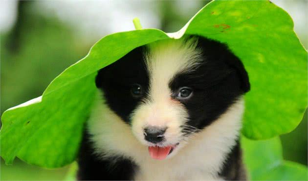 边境牧羊犬:不要说我胆小，那只是因为我智商高