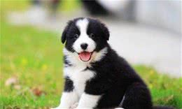 边境牧羊犬:不要说我胆小，那只是因为我智商高