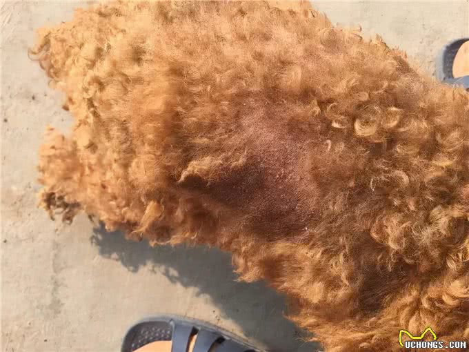 狗头皮屑怎么办?如何解决?
