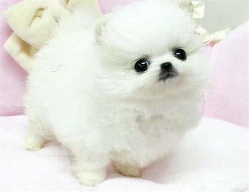 博美犬吃什么食物?喂养时要注意什么事项?