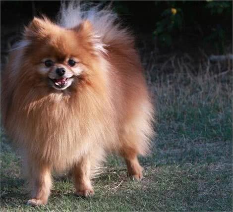 博美犬吃什么食物?喂养时要注意什么事项?