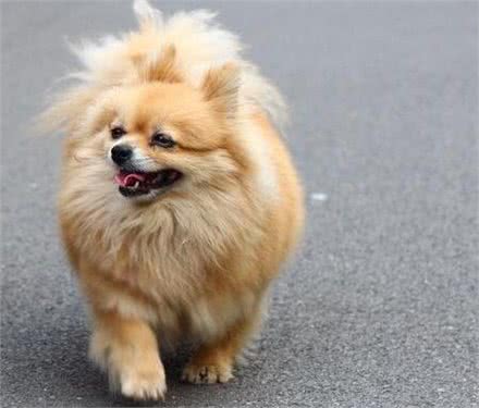 博美犬吃什么食物?喂养时要注意什么事项?