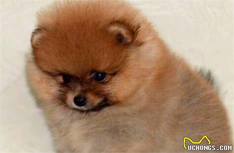 博美犬吃什么食物?喂养时要注意什么事项?