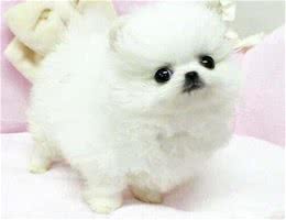博美犬吃什么食物?喂养时要注意什么事项?