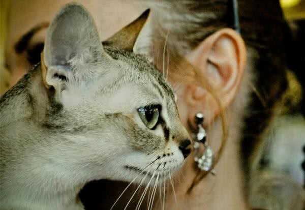 这种猫过去不受欢迎只能躲在下水道，现在却成了惹人爱的小精灵