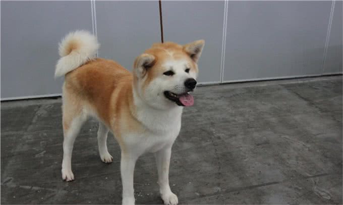 挑选秋田犬应该注意哪些细节