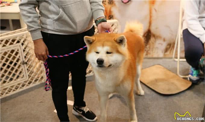 挑选秋田犬应该注意哪些细节