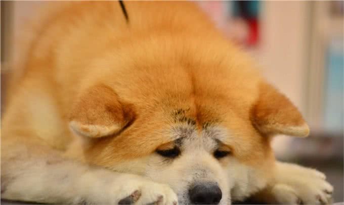 挑选秋田犬应该注意哪些细节
