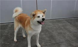 挑选秋田犬应该注意哪些细节