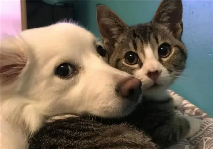 猫和狗可以一起养吗?如何让它们和谐相处?