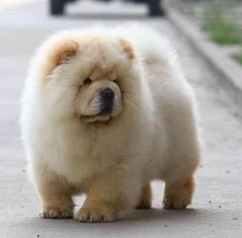 萌萌胖胖的大宠物松狮犬，为什么很多人养过之后都后悔?
