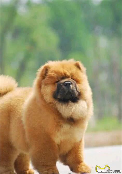 萌萌胖胖的大宠物松狮犬，为什么很多人养过之后都后悔?