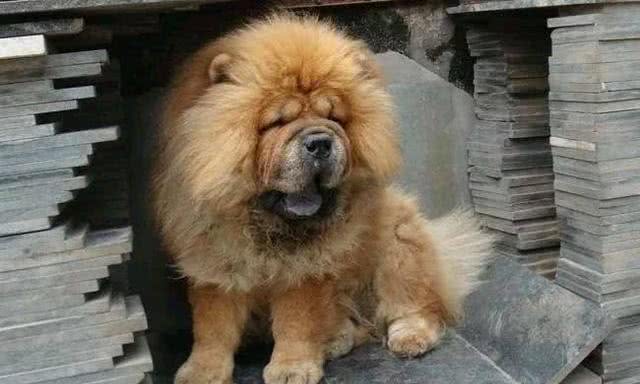 萌萌胖胖的大宠物松狮犬，为什么很多人养过之后都后悔?