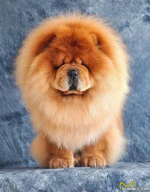萌萌胖胖的大宠物松狮犬，为什么很多人养过之后都后悔?