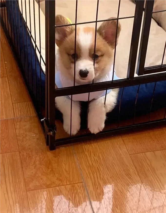 治疗犬窝咳的坎坷经历