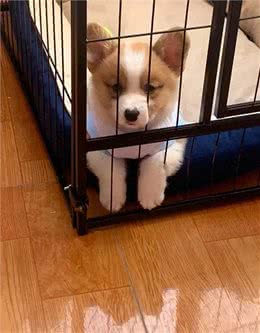 治疗犬窝咳的坎坷经历