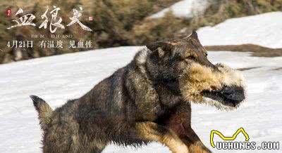 我国自主培育，广泛使用，在军警战场大放异彩的昆明犬