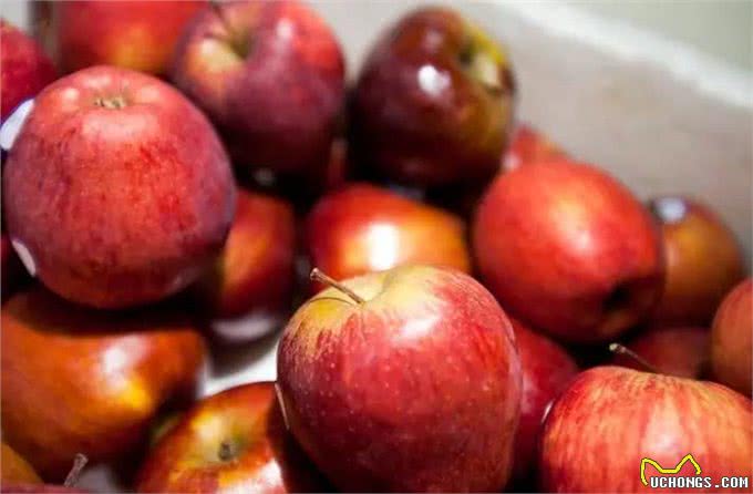 9种水果你可以放心给狗狗食用