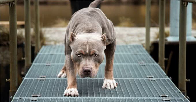 比特犬vs斑鬣狗，当老虎克星遇到肛肠科主任，谁会笑到最后呢?