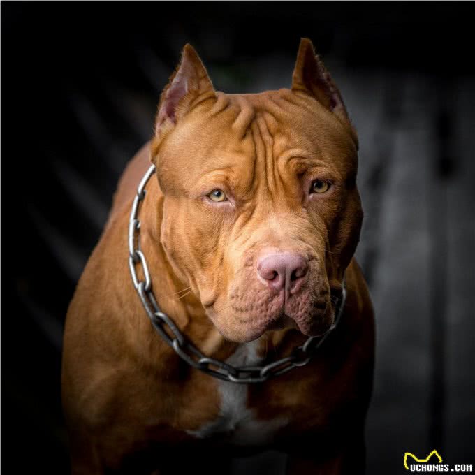 比特犬vs斑鬣狗，当老虎克星遇到肛肠科主任，谁会笑到最后呢?