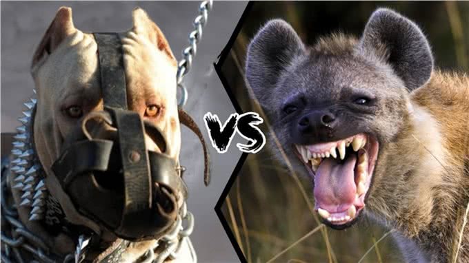 比特犬vs斑鬣狗，当老虎克星遇到肛肠科主任，谁会笑到最后呢?
