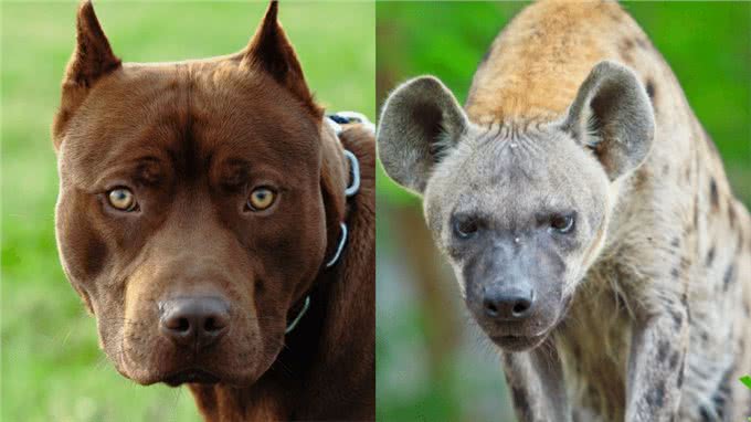 比特犬vs斑鬣狗，当老虎克星遇到肛肠科主任，谁会笑到最后呢?