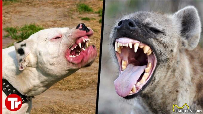 比特犬vs斑鬣狗，当老虎克星遇到肛肠科主任，谁会笑到最后呢?