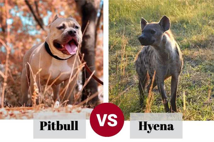 比特犬vs斑鬣狗，当老虎克星遇到肛肠科主任，谁会笑到最后呢?