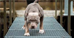 比特犬vs斑鬣狗，当老虎克星遇到肛肠科主任，谁会笑到最后呢?