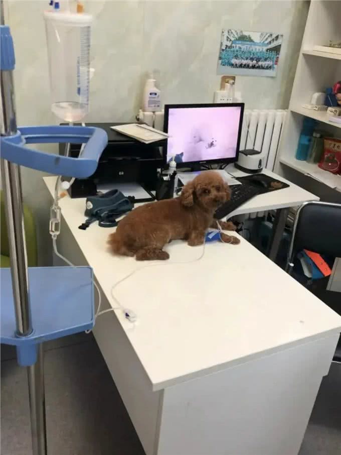 狗狗翻垃圾桶导致中毒了还是不改