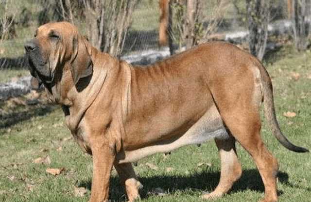 猛犬五大排名，藏獒你在哪?