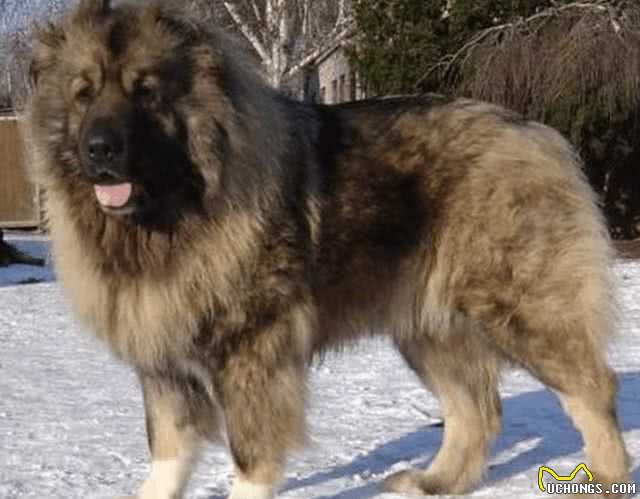 猛犬五大排名，藏獒你在哪?