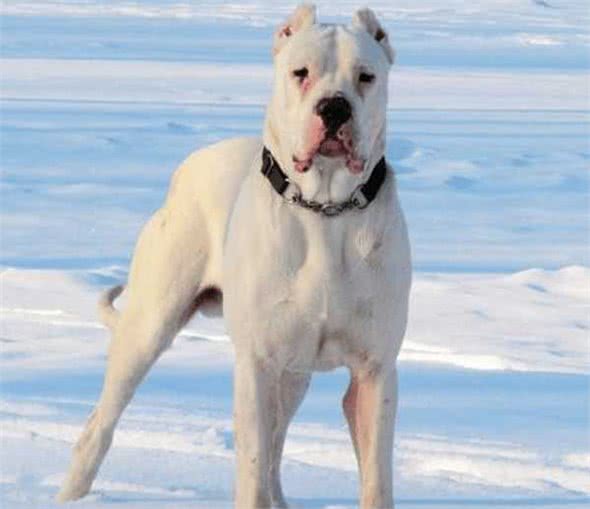 猛犬五大排名，藏獒你在哪?