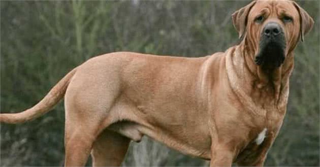 猛犬五大排名，藏獒你在哪?
